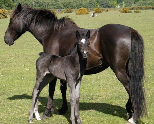 Wild Pony Foal Wall Decal