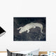 Albino Alligator Wall Decal