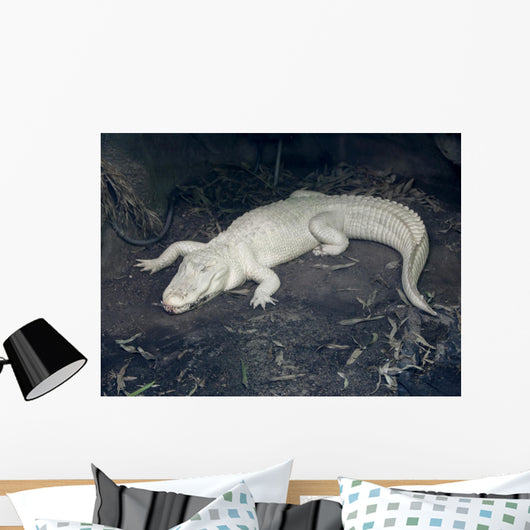 Albino Alligator Wall Decal