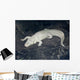 Albino Alligator Wall Decal