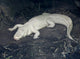 Albino Alligator Wall Decal