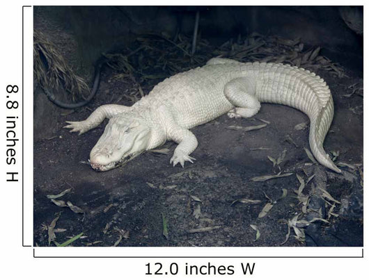Albino Alligator Wall Decal