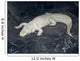 Albino Alligator Wall Decal