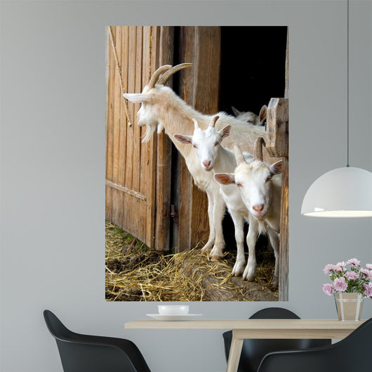 Herd Pet Goats Wall Decal