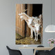 Herd Pet Goats Wall Decal