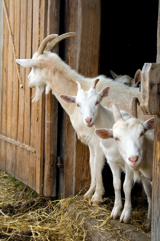 Herd Pet Goats Wall Decal