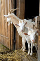 Herd Pet Goats Wall Decal