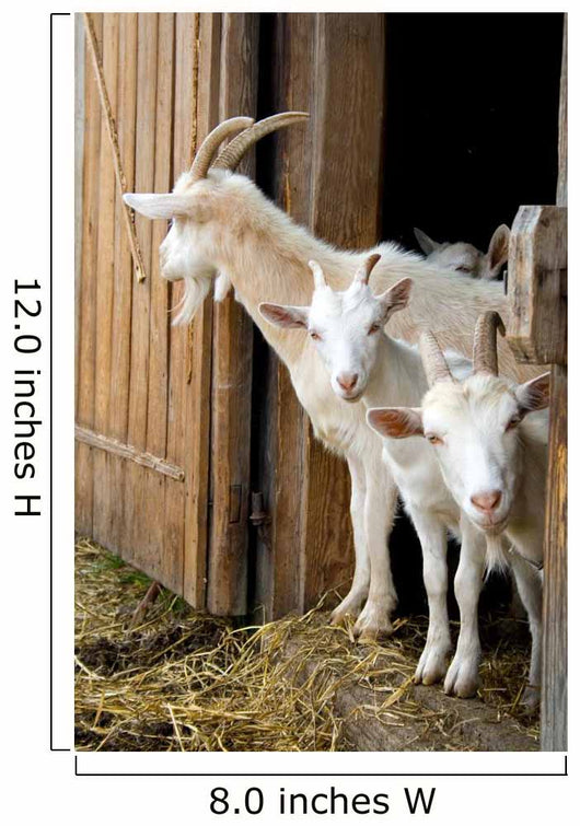 Herd Pet Goats Wall Decal