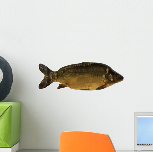 Common Carp Wall Decal