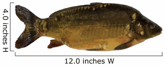 Common Carp Wall Decal