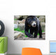 Sun Bear Helarctos Malayanus Wall Decal
