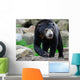 Sun Bear Helarctos Malayanus Wall Decal