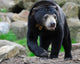 Sun Bear Helarctos Malayanus Wall Decal
