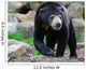 Sun Bear Helarctos Malayanus Wall Decal