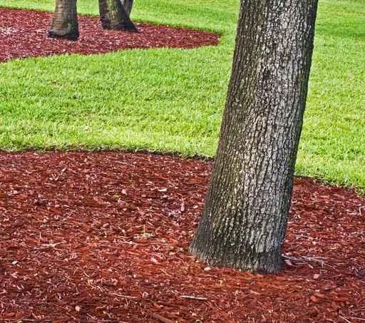 Green Grass Public Park Wall Decal