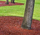 Green Grass Public Park Wall Decal