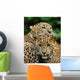 Two Sri Lanka Leopard Wall Decal