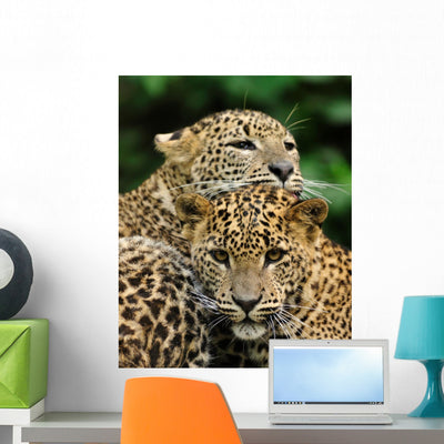 Two Sri Lanka Leopard Wall Decal shown on a wall