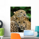 Two Sri Lanka Leopard Wall Decal