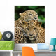 Two Sri Lanka Leopard Wall Decal