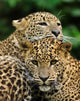 Two Sri Lanka Leopard Wall Decal