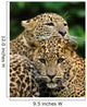 Two Sri Lanka Leopard Wall Decal