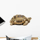 Reptile Turtle Wall Decal