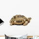 Reptile Turtle Wall Decal