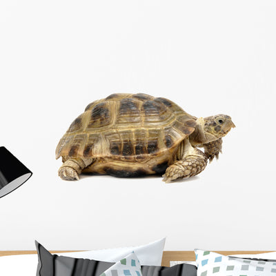 Reptile Turtle Wall Decal shown on a wall
