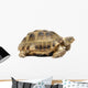 Reptile Turtle Wall Decal