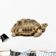 Reptile Turtle Wall Decal