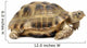 Reptile Turtle Wall Decal