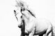 White Arabian Horse Stallion Wall Decal