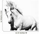 White Arabian Horse Stallion Wall Decal