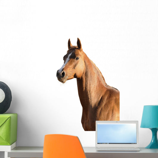 Brown Arabian Horse Wall Decal