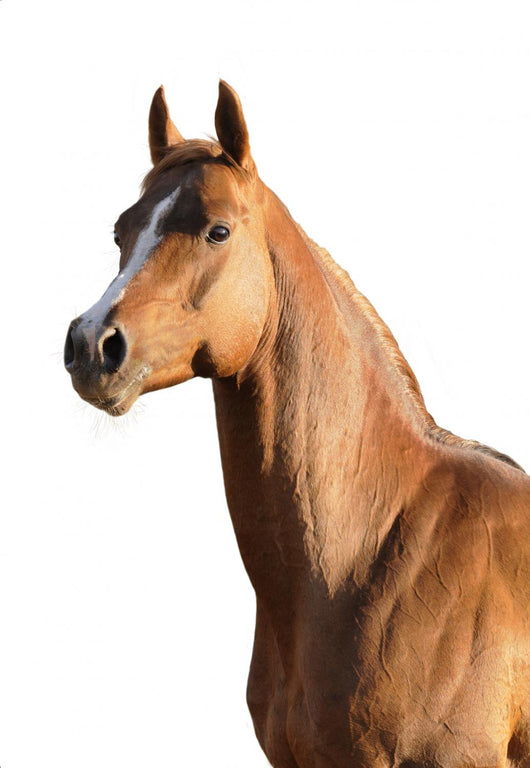 Brown Arabian Horse Wall Decal