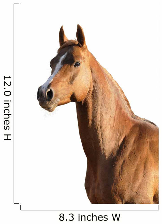 Brown Arabian Horse Wall Decal