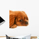 Ruby Cavalier King Charles Wall Decal