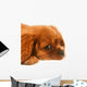 Ruby Cavalier King Charles Wall Decal