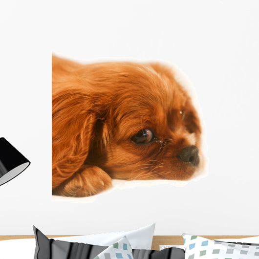 Ruby Cavalier King Charles Wall Decal