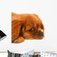 Ruby Cavalier King Charles Wall Decal