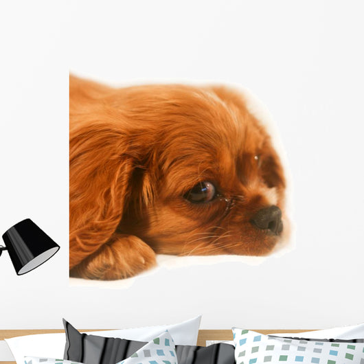 Ruby Cavalier King Charles Wall Decal
