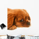Ruby Cavalier King Charles Wall Decal