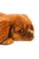 Ruby Cavalier King Charles Wall Decal