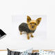 Yorkie Dog Wall Decal