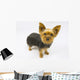 Yorkie Dog Wall Decal