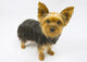 Yorkie Dog Wall Decal