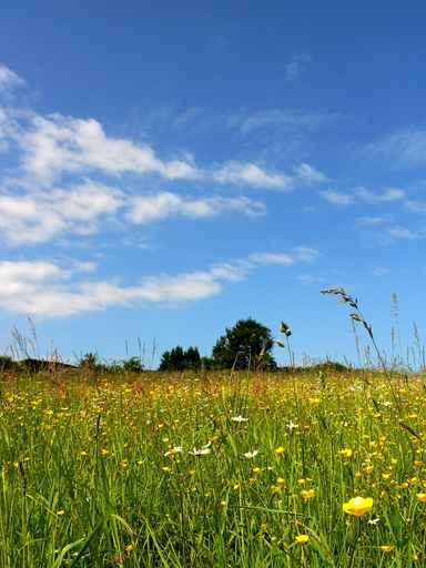 Flowers Fields 1 Wall Decal