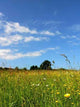 Flowers Fields 1 Wall Decal