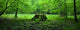 Forest Springtime Wall Decal Panoramic Wall Decal